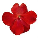 Afbeelding van Impatiens P9 Red